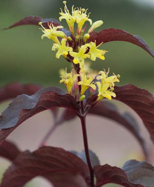Diervilla rivularis  Georgia Bush Honeysuckle Troja Black