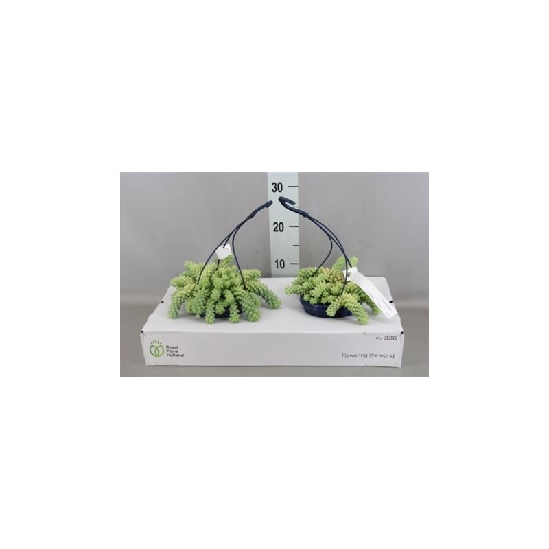 Garden Donkey Tail Flowers & Plants Co.