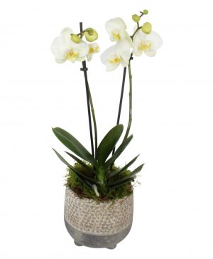 Garden Doubled Stemmed White Orchid (30cm) Flowers & Plants Co.