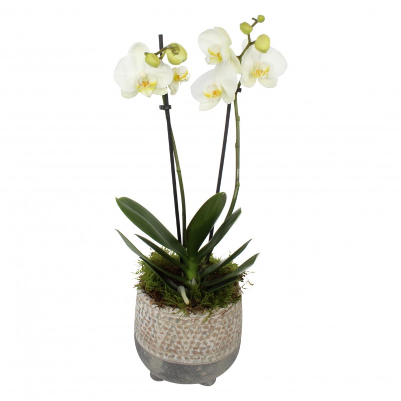 Garden Doubled Stemmed White Orchid (30cm) Flowers & Plants Co.