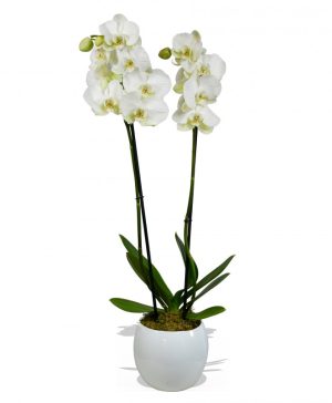 Garden Doubled Stemmed White Orchid (60cm) Flowers & Plants Co.
