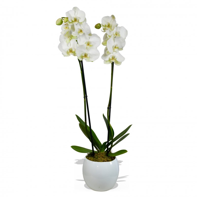 Garden Doubled Stemmed White Orchid (60cm) Flowers & Plants Co.