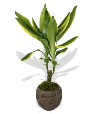 Garden Dracaena Plant Flowers & Plants Co.