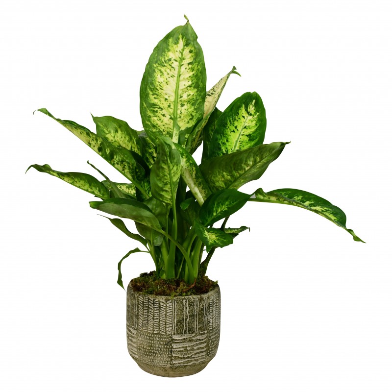 Garden Dumb Cane Flowers & Plants Co.