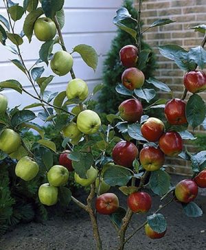 Duo Fruit Tree - Apple Bramley & Braeburn