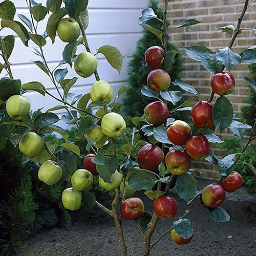 Duo Fruit Tree - Apple Bramley & Braeburn