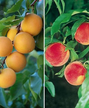 Duo Fruit Tree Peach and Apricot bare root