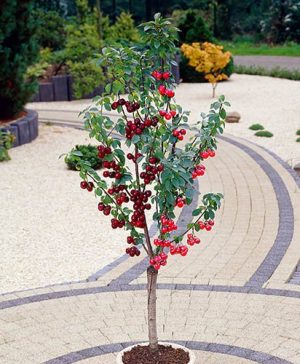Duo Fruit tree - Cherry Stella & Sunburst