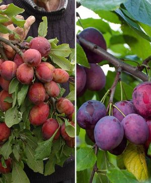 Duo Plum Fruit Tree