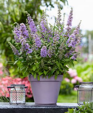 Dwarf Buddleia High Five Purple