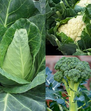 Early Brassica Collection