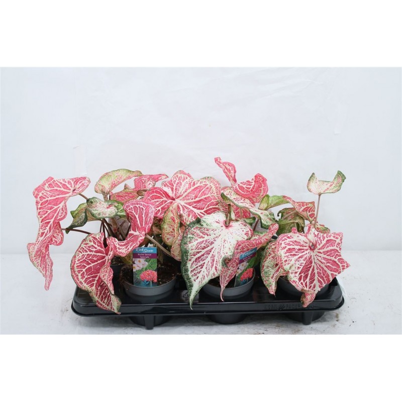 Garden Elephant Ears Flowers & Plants Co.