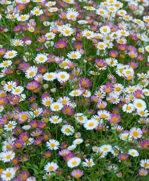 Erigeron karvinskianus Profusion Mexican Fleabane