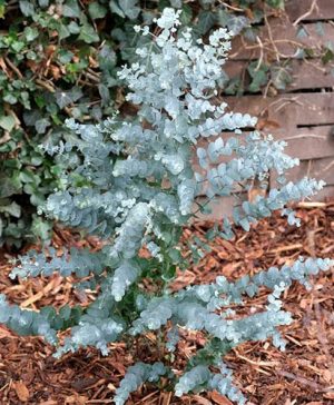 Eucalyptus gunnii Azura