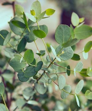 Eucalypyus gunnii Azura