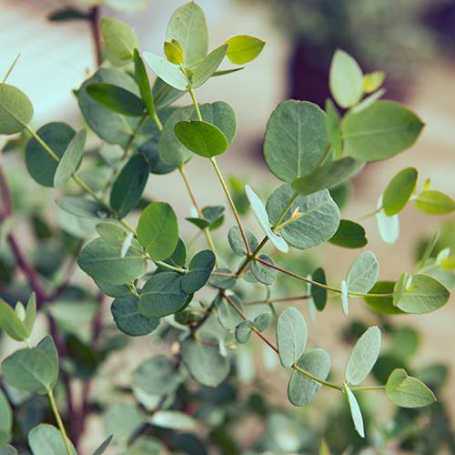 Eucalypyus gunnii Azura