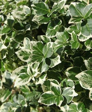 Euonymus Kathy Mini Standard