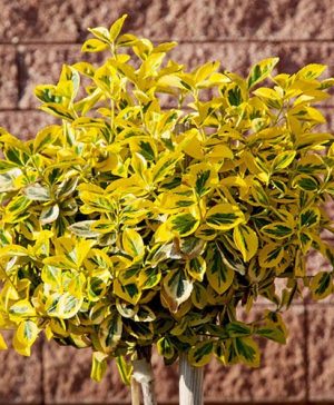 Euonymus Marieke Mini Standard