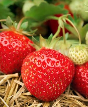 Everbearer Strawberry Buddy