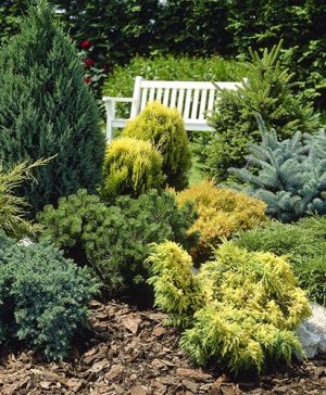 Evergreen Hardy Dwarf Conifer collection