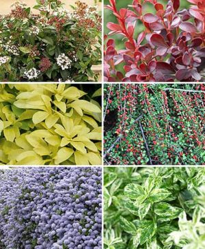 Evergreen Shrub Collection