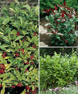 Evergreen Shrub Hedge Mix