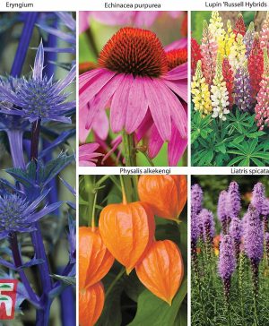 Garden Everlasting Perennial Collection 20 Plants Thompson & Morgan