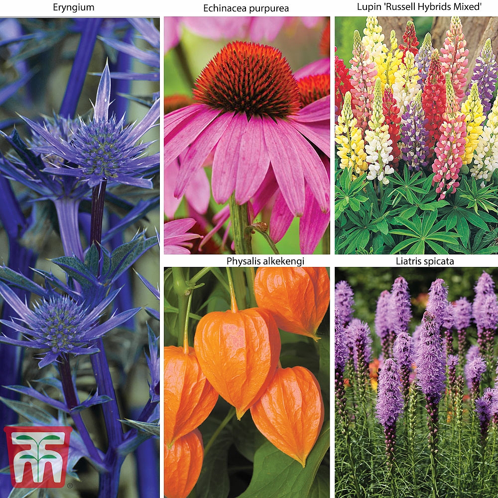 Garden Everlasting Perennial Collection 20 Plants Thompson & Morgan
