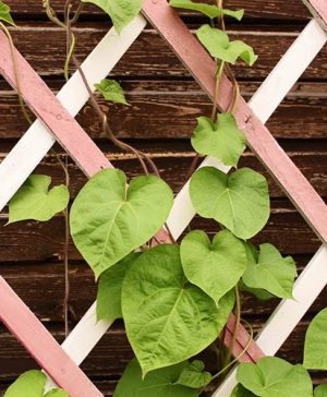 Expanding Wooden Trellis Garden Plant Support 6ft x 2ft