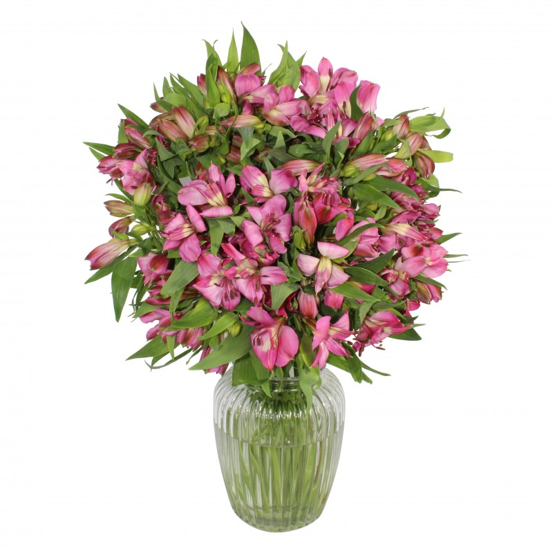 Garden Extravagant Alstro Flowers & Plants Co.