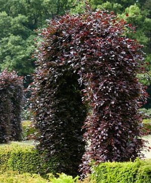 Fagus sylvatica Atropunicea Purple Beech