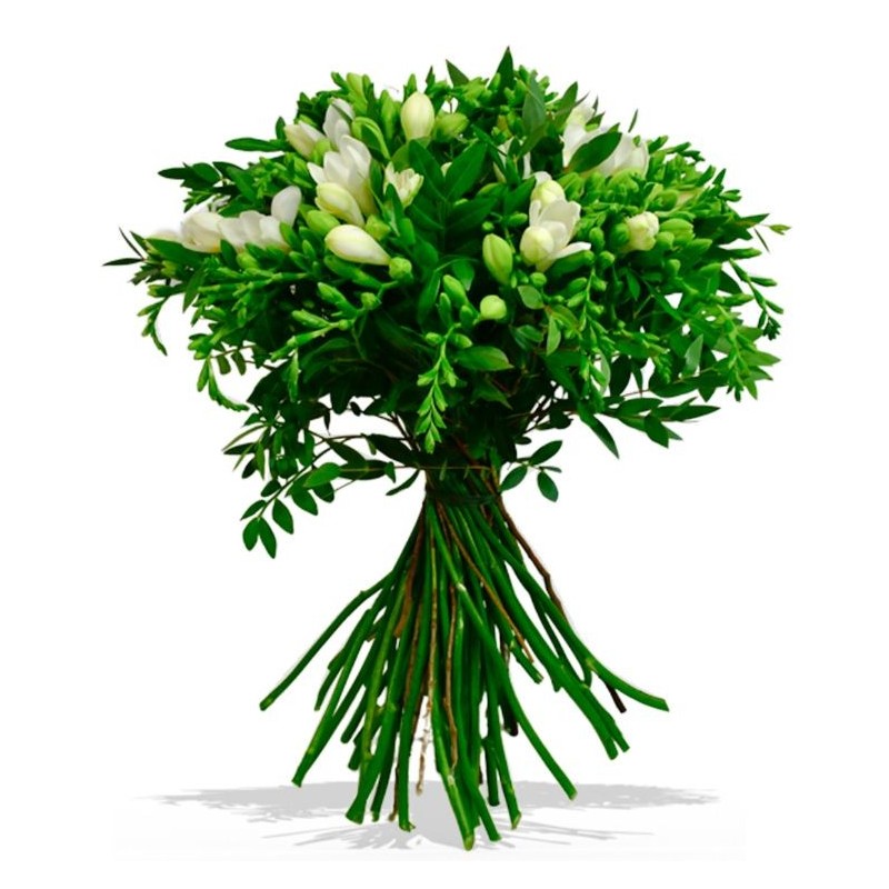 Garden Fancy That Flowers & Plants Co.