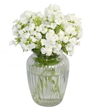 Garden Fantastic Phlox Flowers & Plants Co.