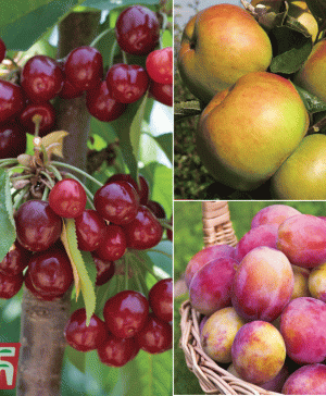 Garden Favourite Fruit Tree Collection 3 Trees Thompson & Morgan