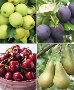 Garden Favourite Fruit Tree Collection 4 Trees Thompson & Morgan