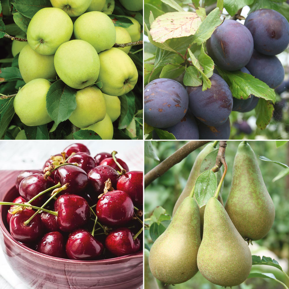 Garden Favourite Fruit Tree Collection 4 Trees Thompson & Morgan