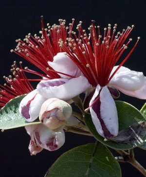 Feijoa sellowiana Pineapple Guava Coolidge
