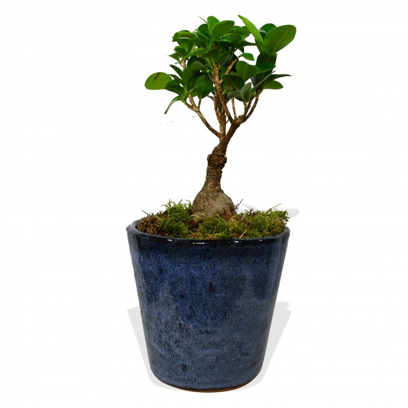 Garden Ficus Ginseng Flowers & Plants Co.