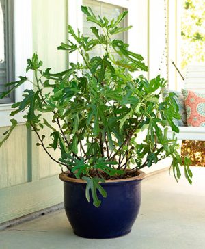 Ficus carica Little Miss Figgy 9cm