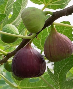 Fig Brown Turkey standard