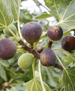 Fig Rouge de Bordeaux