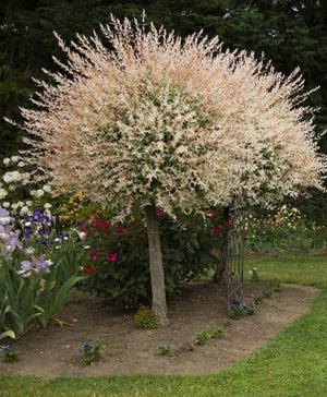 Flamingo Willow Salix Hakuro-nishiki