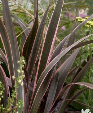Flax Lily Phormium tenax Sundowner