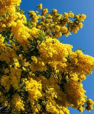 Flowering Mimosa Tree