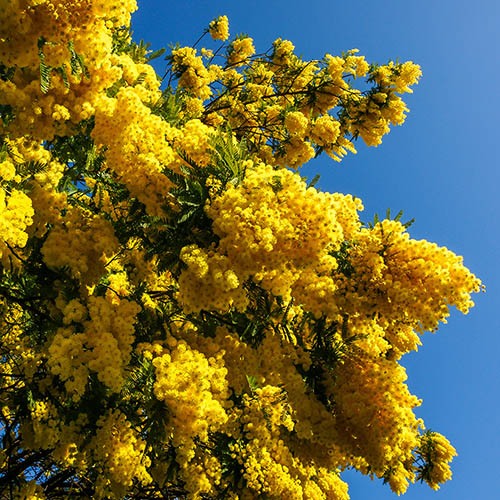Flowering Mimosa Tree