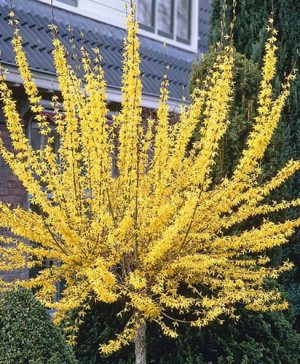 Forsythia Weekend Standard