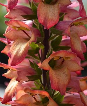 Foxglove Digitalis Illumination Flame