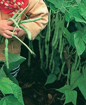 French Bean Cobra