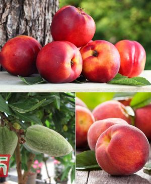 Garden Fruit Me&reg; Collection (Mini Patio Tree) Thompson & Morgan