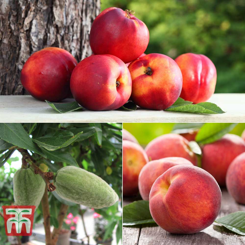 Garden Fruit Me® Collection (Mini Patio Tree) Thompson & Morgan